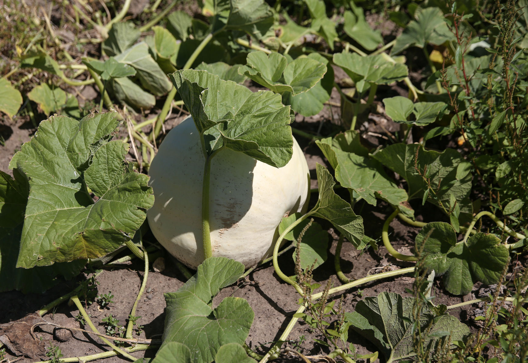 Plain Ol' Pumpkins updates - 5
